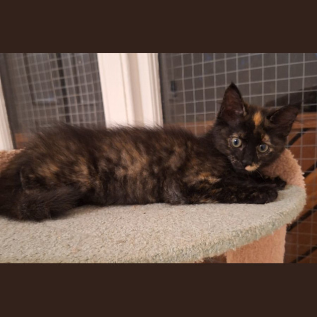Photo of Flame