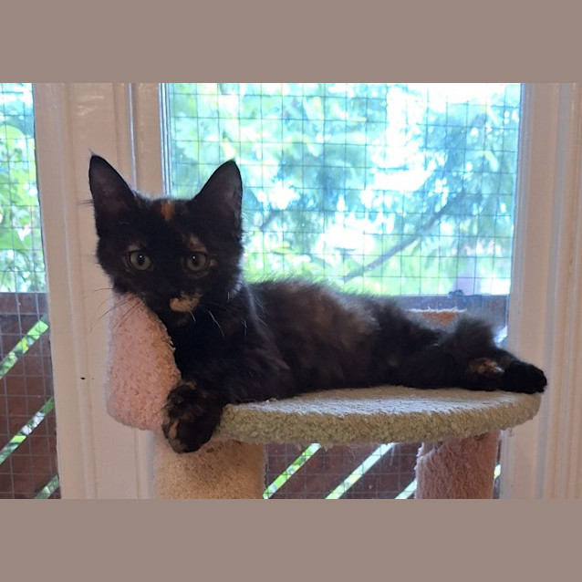 Photo of Flame