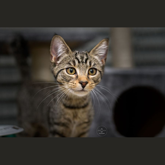 Photo of Kim **2nd Chance Cat Rescue**
