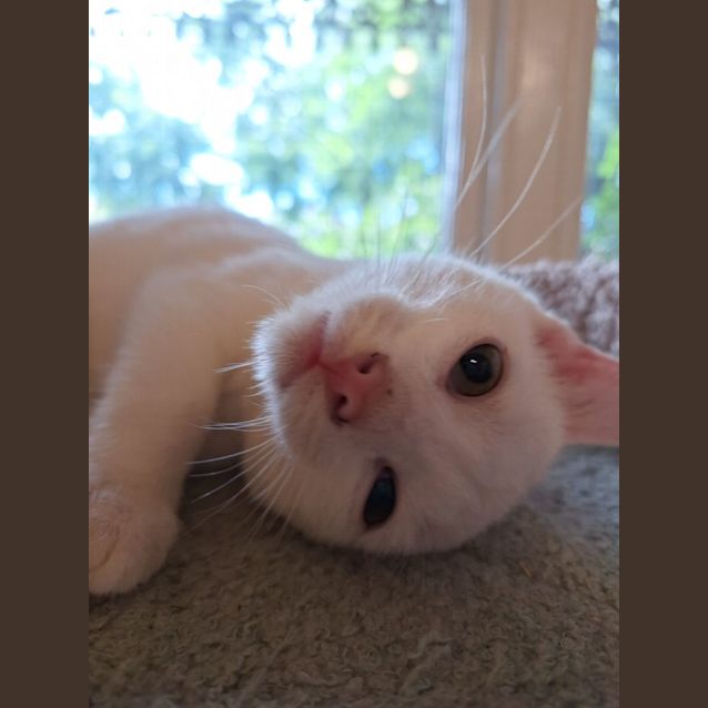 Photo of Ember