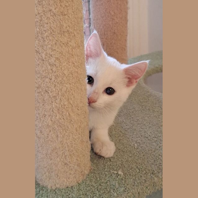 Photo of Ember