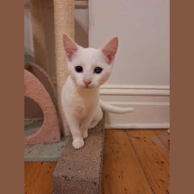 Photo of Ember