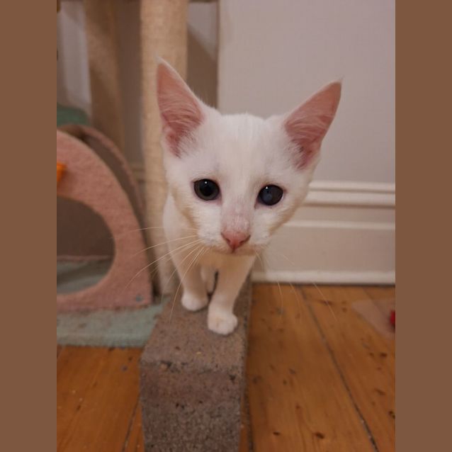 Photo of Ember
