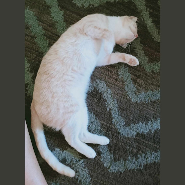 Photo of Archie