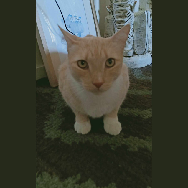 Photo of Archie