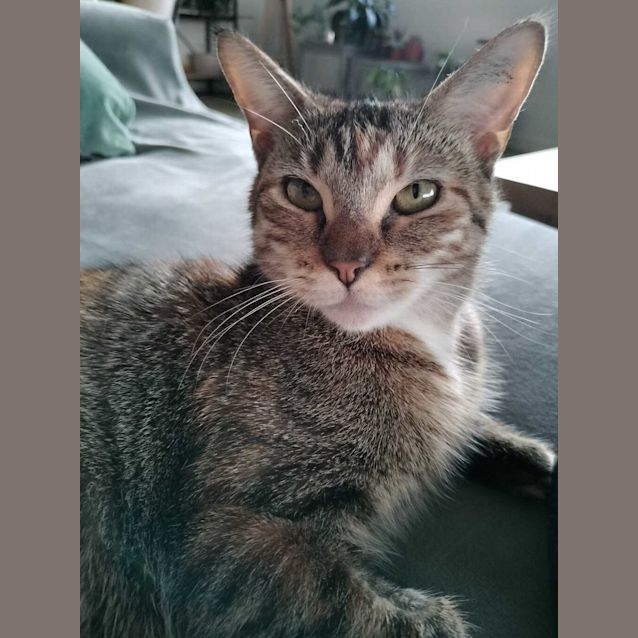 Photo of Juno