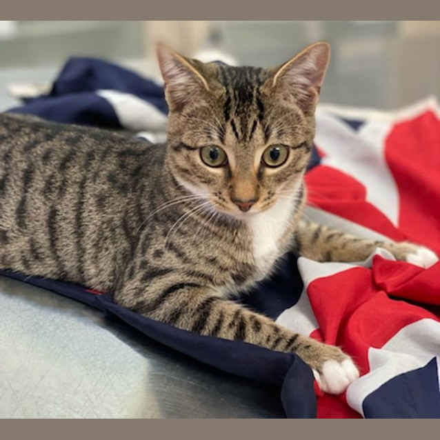 Photo of Jackson (9848)