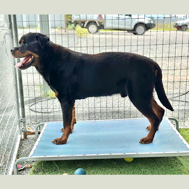 Photo of Cruiser