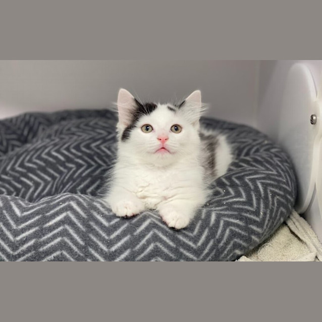 Photo of Obi