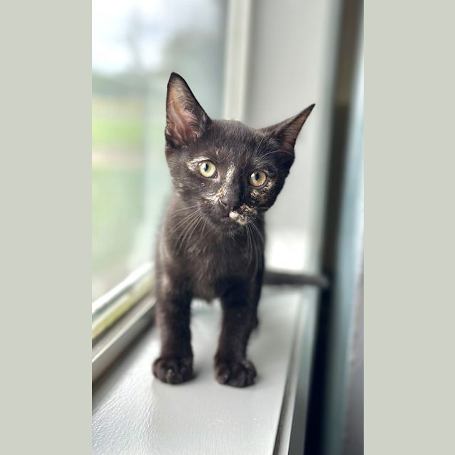 Photo of Nox