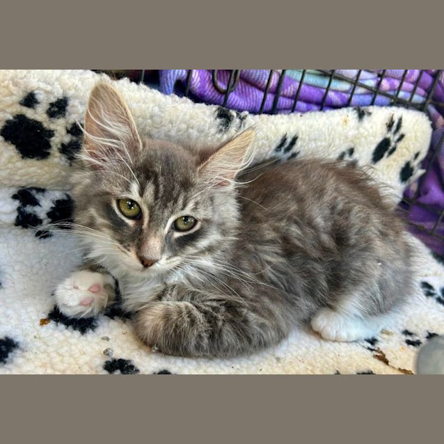 Photo of Bertie