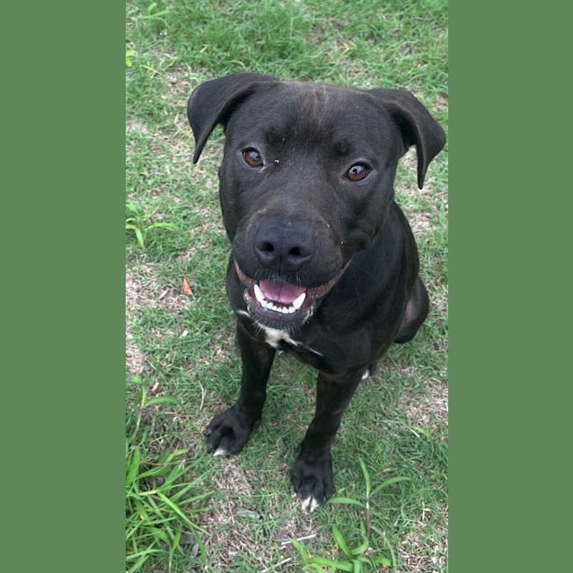 Photo of Sugar (2317)