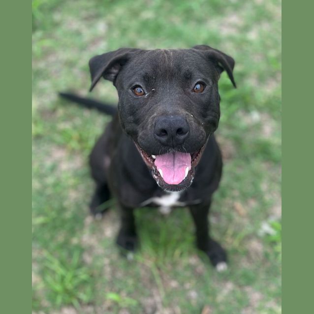 Photo of Sugar (2317)