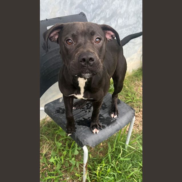 Photo of Sugar (2317)