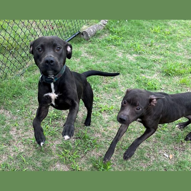 Photo of Sugar (2317)