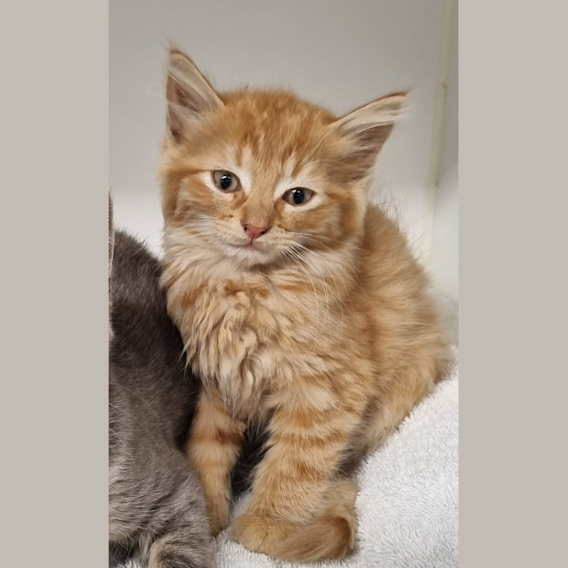 Photo of Chester