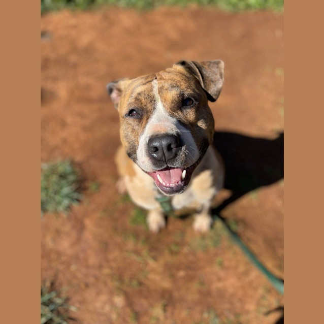 Photo of Gracie