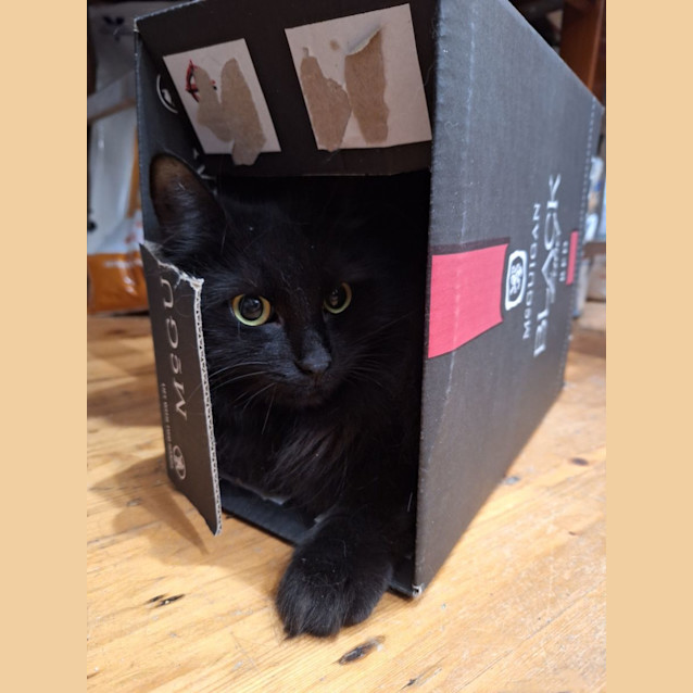 Photo of Poe