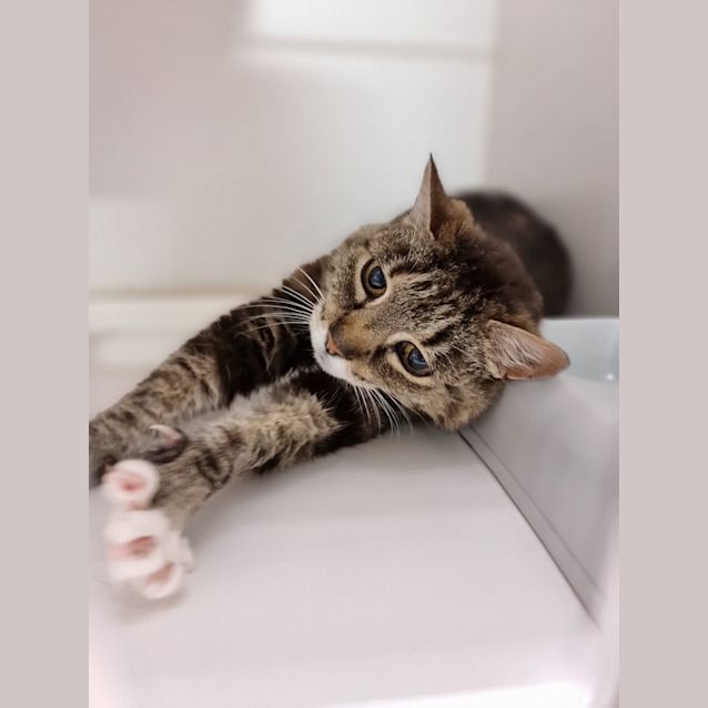 Photo of Tilly