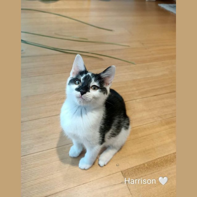 Photo of Harrison