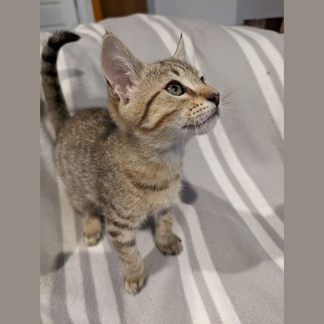 Photo of Eclair   Petstock
