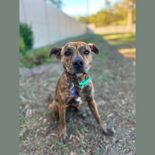 Photo of Cheeky   2 Year Old Staffy (Hold)