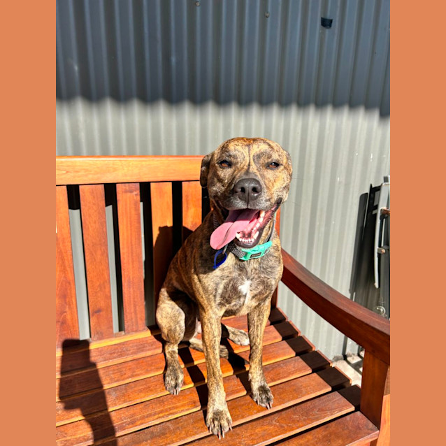 Photo of Cheeky   2 Year Old Staffy (Hold)