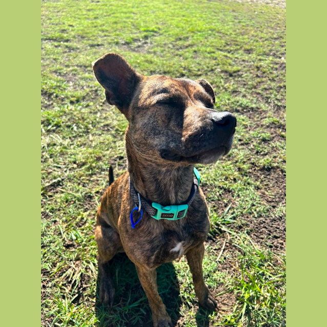 Photo of Cheeky   2 Year Old Staffy (Hold)