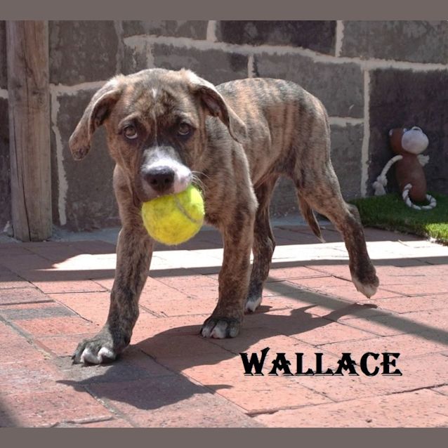 Photo of Wallace
