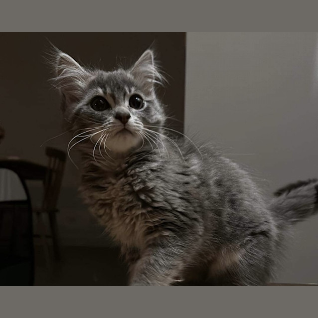 Photo of Leia