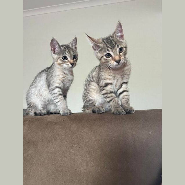 Photo of Cheryl   Located Preston