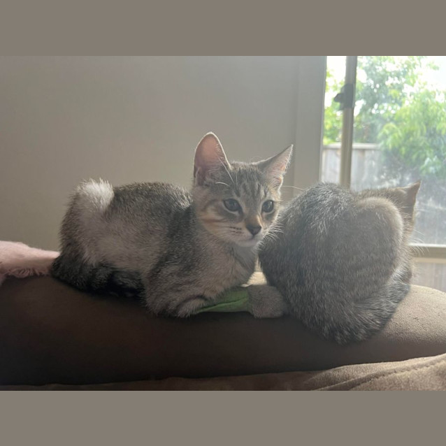 Photo of Cheryl   Located Preston