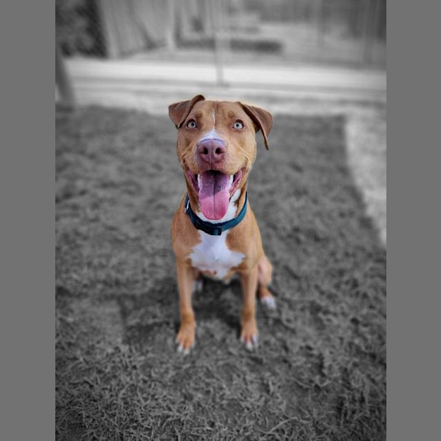 Photo of Chutney