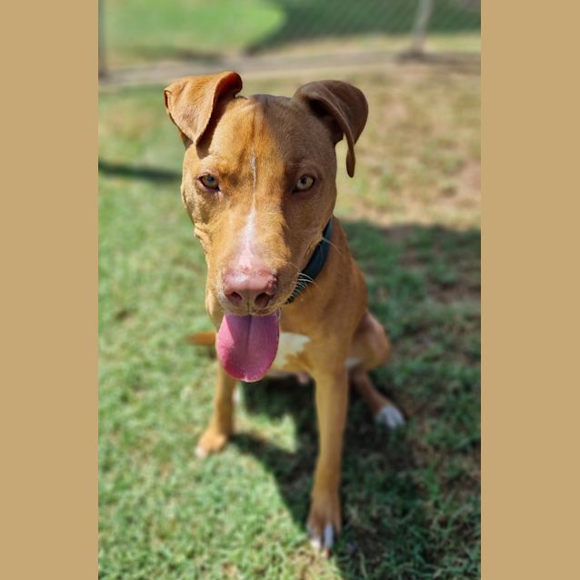 Photo of Chutney