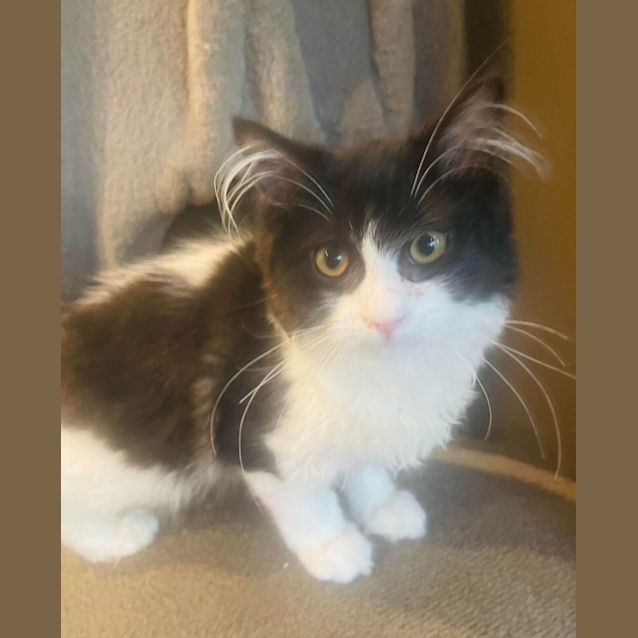 Photo of Moose   Located In Preston