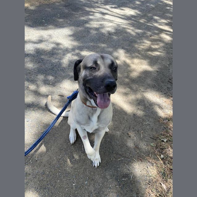 Photo of Boof