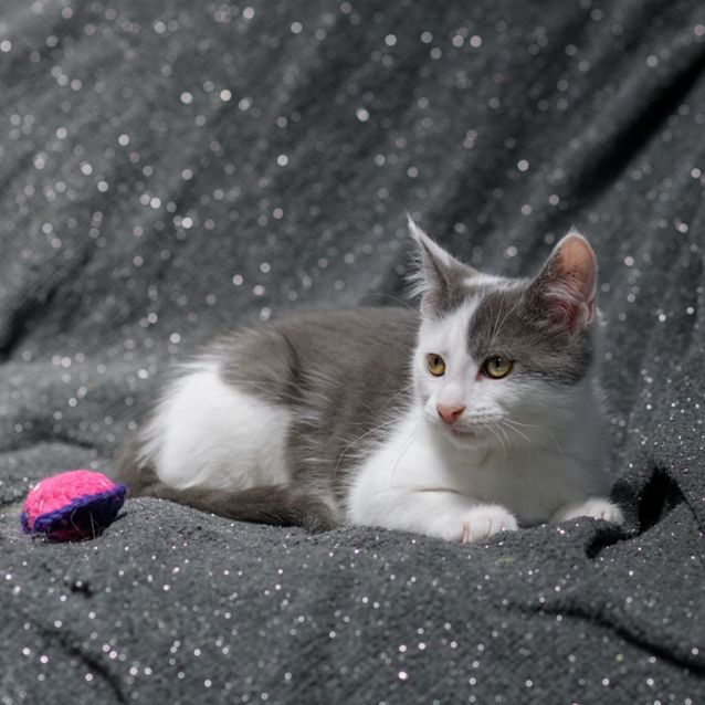 Photo of Curry ** 2nd Chance Cat Rescue**