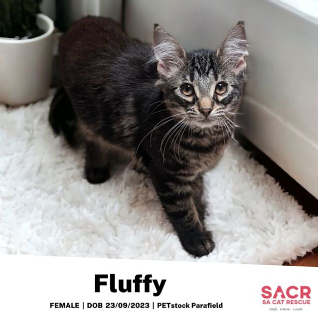 Photo of Fluffy