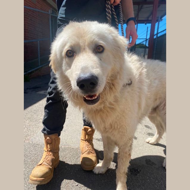Photo of Rocco