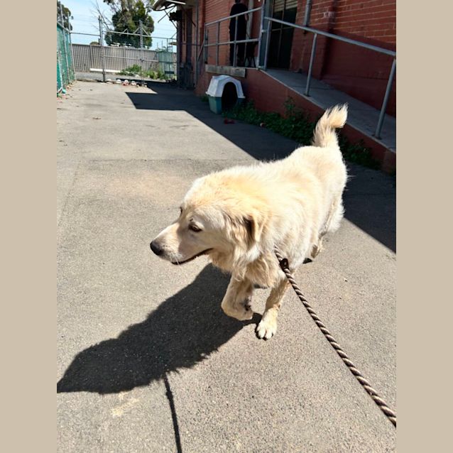 Photo of Rocco