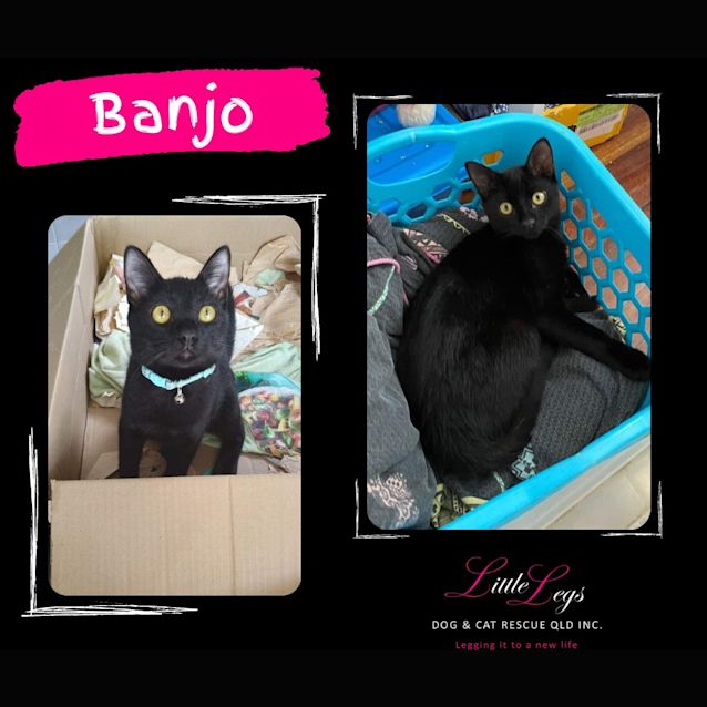 Photo of Banjo