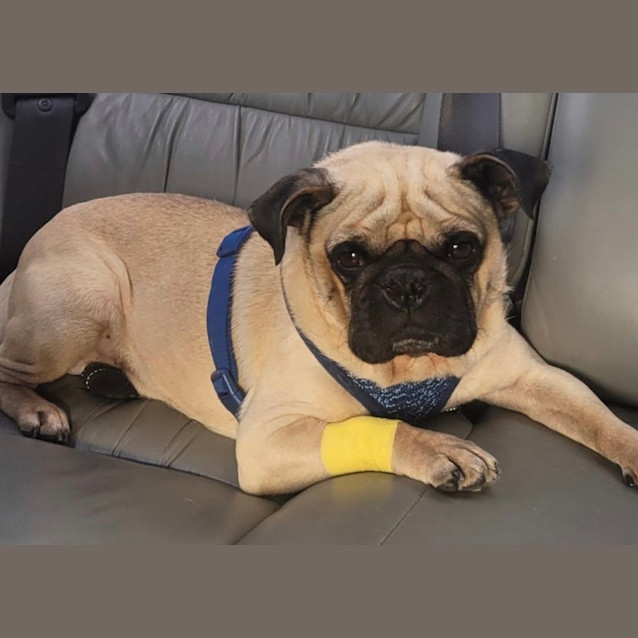 Photo of Frankie 🐸