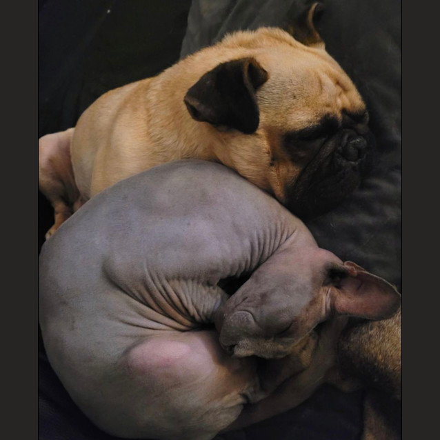 Photo of Frankie 🐸