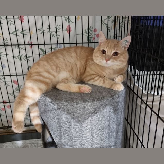Photo of Mr Montreal