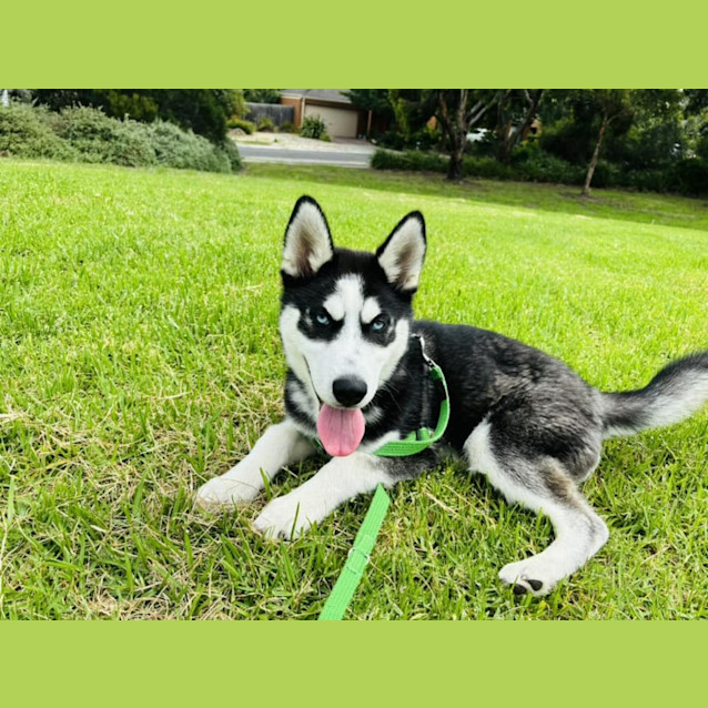 Photo of Lumi (Was Enzo)