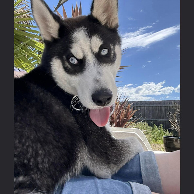 Photo of Lumi (Was Enzo)