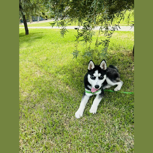 Photo of Lumi (Was Enzo)