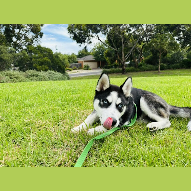 Photo of Lumi (Was Enzo)