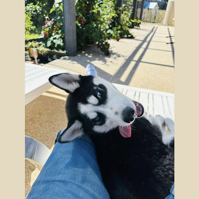 Photo of Lumi (Was Enzo)
