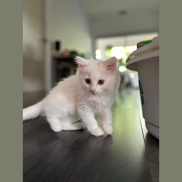 Photo of Padme **2nd Chance Cat Rescue**